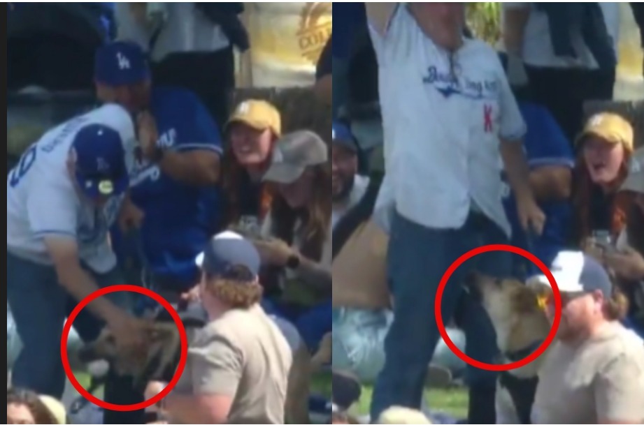Dog Steals Show In A Baseball Game After Catching A Home Run Ball